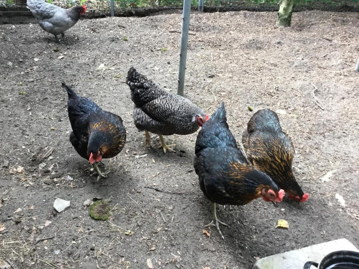 B&B Op 'T Eikenschoor Soerendonk Bagian luar foto